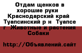 Отдам щенков в хорошие руки - Краснодарский край, Туапсинский р-н, Туапсе г. Животные и растения » Собаки   